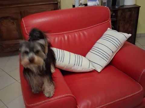 Beau m&acirc;le recherche belle femelle 
Je suis un yorkshire 0 17130 Montendre