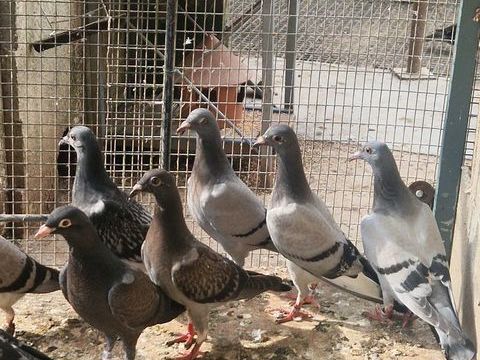 Jeune pigeon voyageur bague jamais sorti 20 91640 Vaugrigneuse