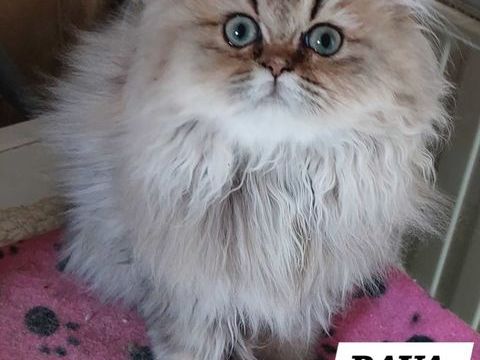 Magnifiques chatons Persans 680 95500 Le thillay