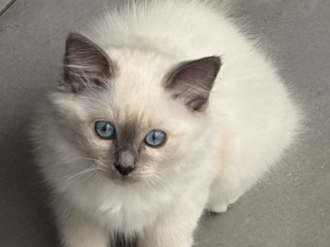 2 chatons femelles Sacr&eacute; de Birmanie LOOF 1000 56130 Férel