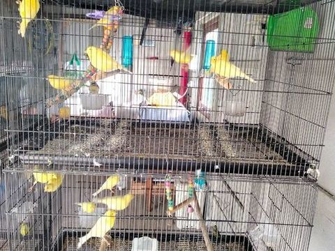 Canaris 
20 