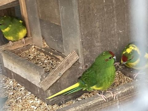 Perruches Kakarikis 30 49125 Tierc