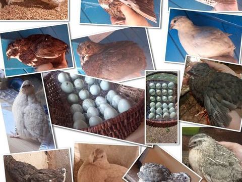 Oeufs de caille celadon 10 71360 pinac