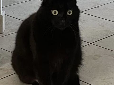 Chat BILLY à l adoption 200 26000 Valence