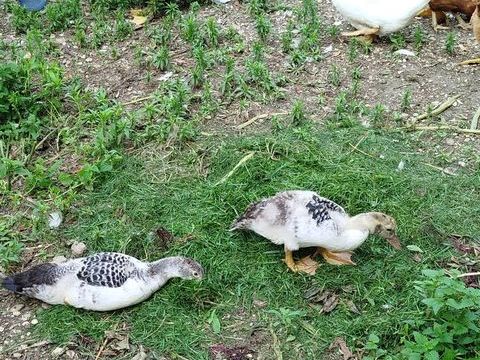 Jeunes canards de barbarie 15 77114 Herm�