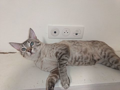 Chat Savannah 500 87290 Saint-sornin-leulac