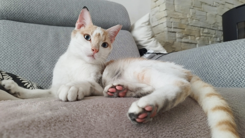 Cumin 220 44000 Nantes