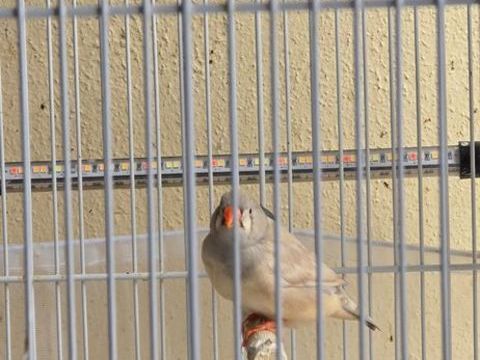 Femelle mandarin beige 10 44400 Rez