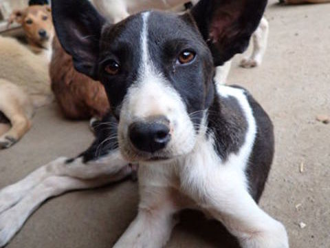 Tibet à l'adoption 320 01000 Bourg-en-bresse