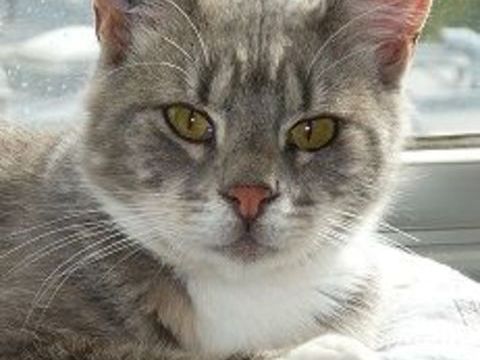 ENDY CHAT TIGRE GRIS 5 ANS 1/2 195 92260 Fontenay-aux-roses