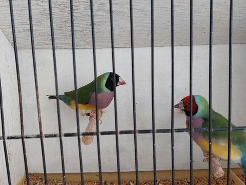 Exotiques Goulds 35 59670 Bavinchove