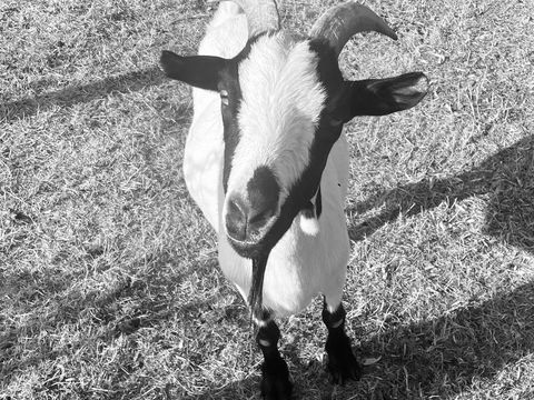 bouc nain 0 35640 Martigné-ferchaud