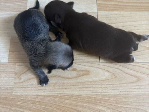 Chiot chihuahua 650 12500 Espalion