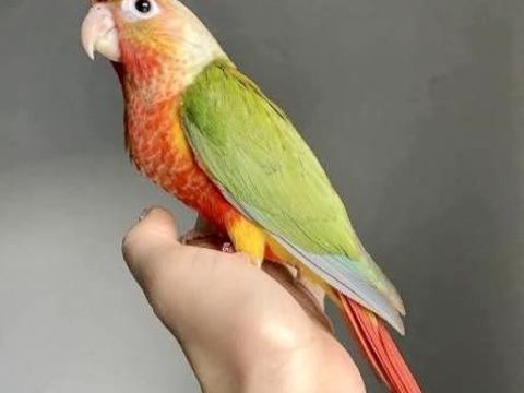 Tr&egrave;s Belles Conure Molina&eacute; EAM Bien Apprivoiser Bagu&eacute;s 2025 290 94450 Limeil-br�vannes