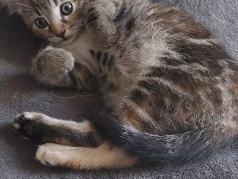 ABYSS, adorable chatonne tigr&eacute;e &agrave; adopter via l'association UMA 230 44290 Gu�men�-penfao