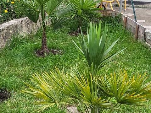 Placer votre tortue de jardin en sécurité 77,75 0 77500 Chelles