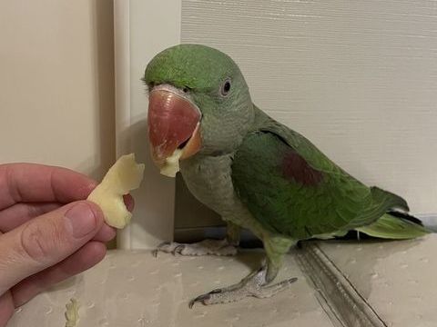 Grand Alexandre 480 27320 Droisy