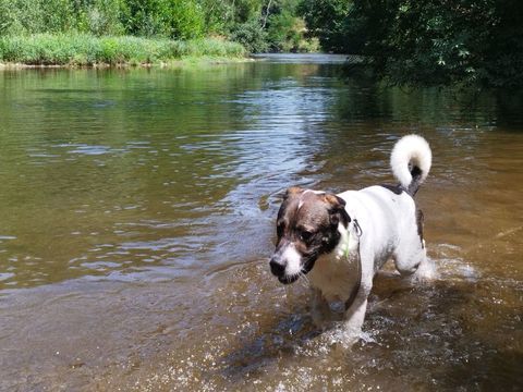 SNOOPY, croisé saint bernard, 3 ans 200 81200 Mazamet