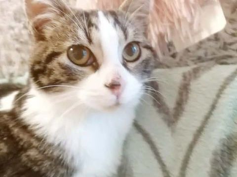 Angeline chaton femelle tres gentille cherche adoptants 140 11000 Carcassonne