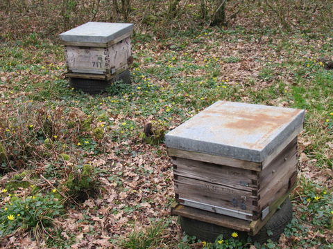 ruche dadant 10 cadres 180 36000 Châteauroux