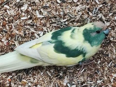 perruches kakarikis 50 38300 Bourgoin-jallieu