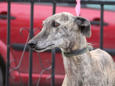 TIERRA &#129655;Son Regard Clair Cherche Enfin la Lumière d'un Foyer 315 24140 Douville