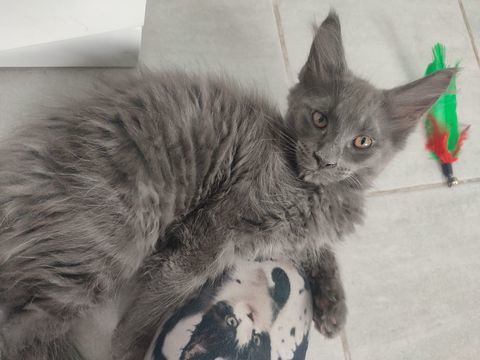 m&acirc;le bleu maine coon LOOF 1000 62940 Haillicourt