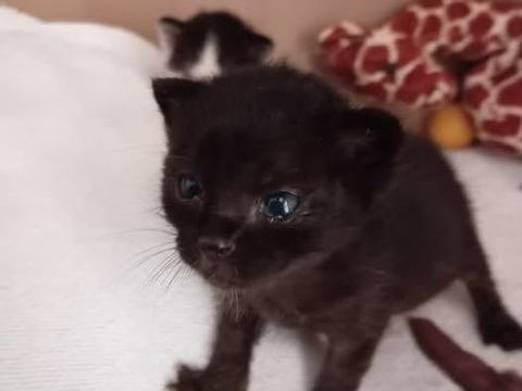 Chat CLEVER à l adoption 110 26130 Clansayes