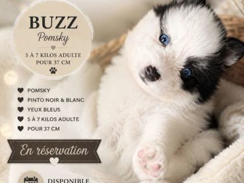 Pomsky f4plus mini femelle lign&eacute;e russe/us 1500 14370 Argences