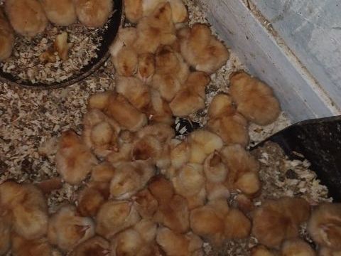 des poussins ?. Pondeuses et blanche grise rousses 5 93800 �pinay-sur-seine