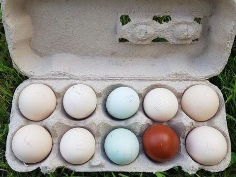 Oeufs F&eacute;cond&eacute;s pour poussin poule et coq voir liste :-) 2 77540 Courpalay