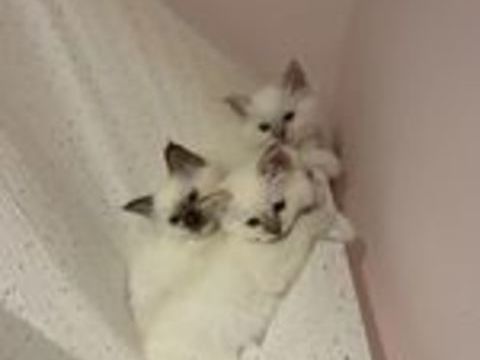   3 adorables voyous  