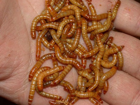 Recherche Ver de farine vivants 0 40140 Soustons