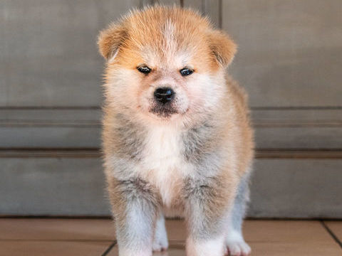 Chiots Akita inu LOF 1800 14400 Bayeux