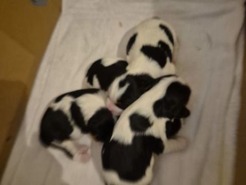 4 chiots cavaliers king charles tricolores 1300 64210 Guthary