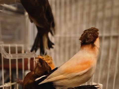 Canaris Arlequin portugais de 2025 25 33140 Villenave-d'ornon