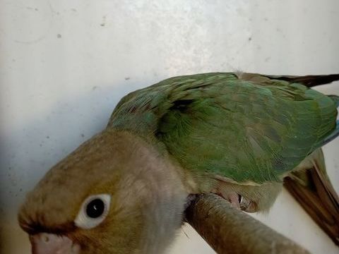 Conure molinae 2026 85 44560 Corsept