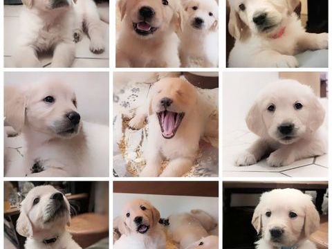 A r&eacute;server Magnifiques Chiots Golden Retriever 1000 02400 Essômes-sur-marne