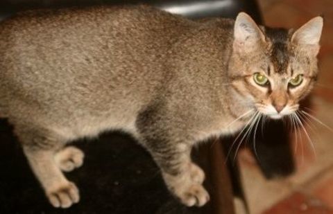 ABBYS CHAT BRUN 2 ANS 1/2 195 92260 Fontenay-aux-roses