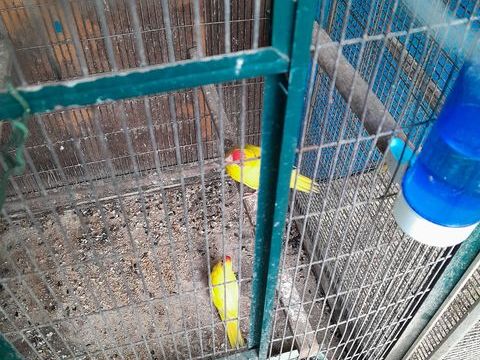 Oiseaux kakariki  panaché male ou femelle  2024 30 46150 Saint-denis-catus