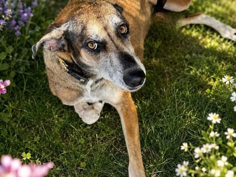 Angel, la grande boule d'amour 350 77000 Livry-sur-seine
