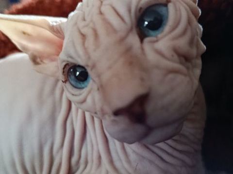 Sphynx M&acirc;le Dispo de suite 990 44160 Pontchâteau