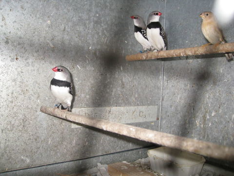 diamant &agrave; gouttelettes 40 85360 La tranche-sur-mer