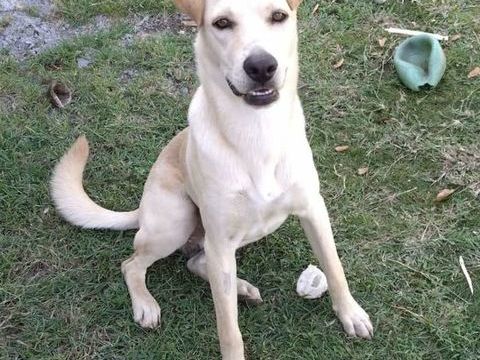 BUDY le magnifique 350 60000 Beauvais