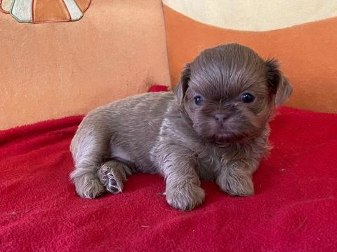 chiots shih tzu non LOF 1000 61230 Cisai-saint-aubin