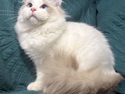 Ragdoll 900 93300 Aubervilliers