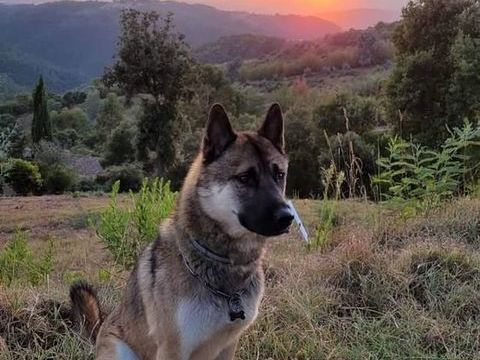 Husky malinois disponible pour reproduction 300 06670 Colomars