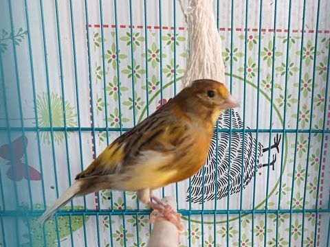 Canari m&acirc;le 20 68600 Neuf-brisach