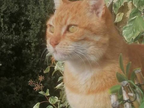 Genet adorable chat roux 10 ans cherche panier retraite 0 11000 Carcassonne