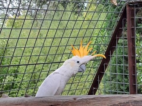 Particulier couple de perroquets eclectus 1100 83600 Bagnols-en-fort